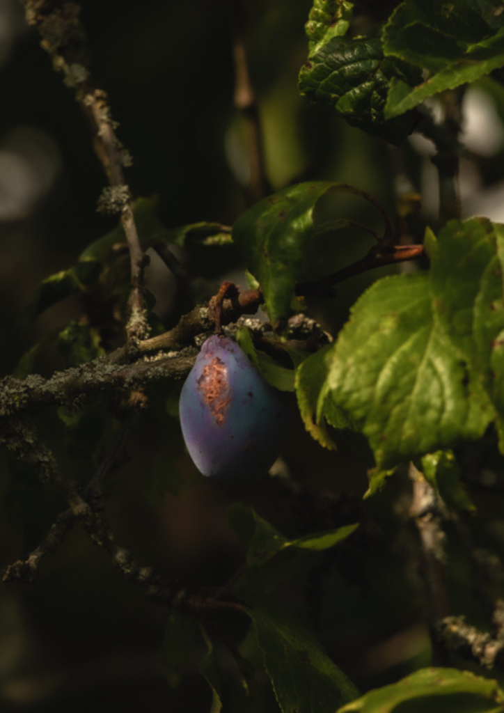 A single plum on a tree branch surrounded by green leaves in dim light.